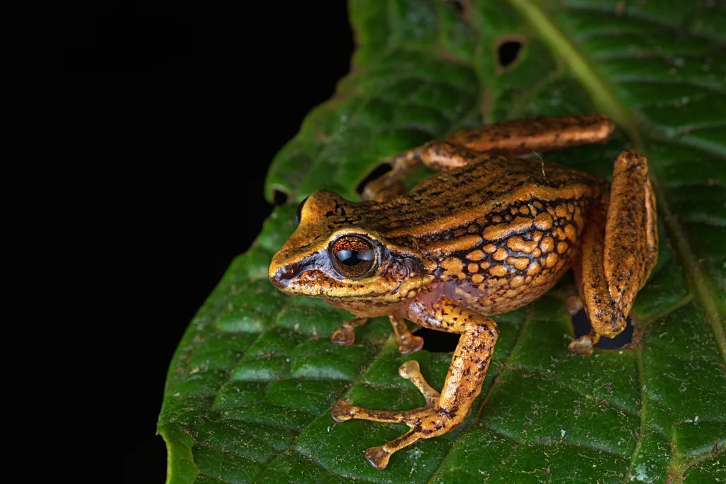 Descubren 3 nuevas especies de ranas en Perú 