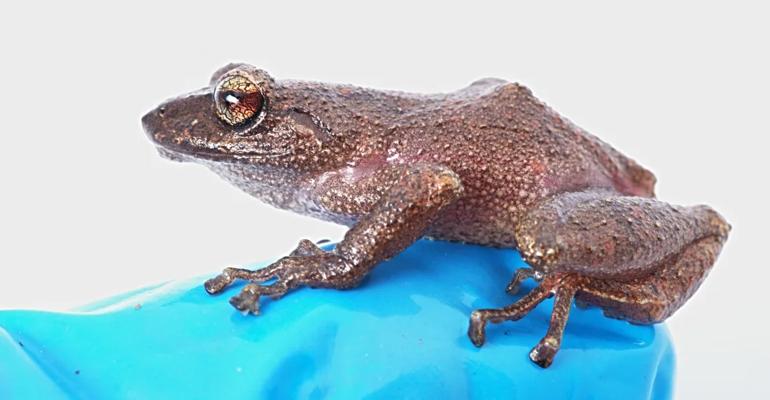 Descubren 3 nuevas especies de ranas en Perú