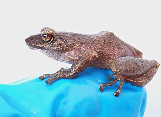 Descubren 3 nuevas especies de ranas en Perú