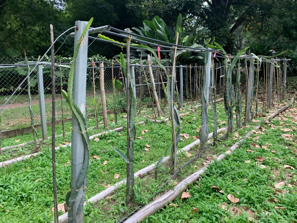 Hacienda El Recreo: en las montañas de Carabobo se cultiva cacao y café de exportación