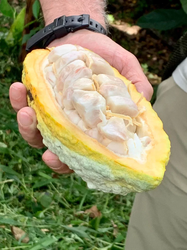 Hacienda El Recreo: en las montañas de Carabobo se cultiva cacao y café de exportación