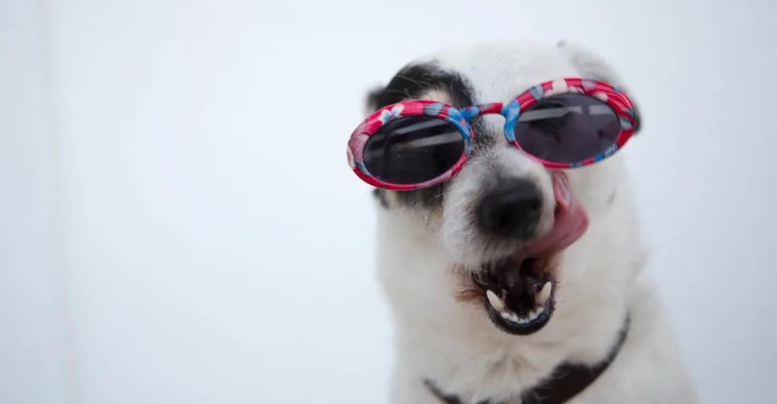 El Pet Weekend llena de mascotas el Parque Cerro Verde este fin de semana
