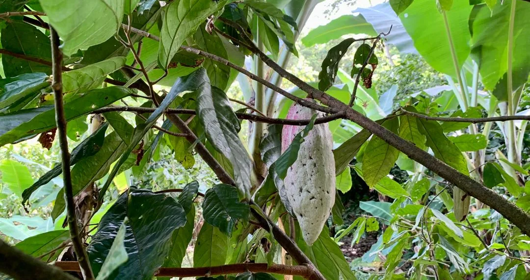 Cacao venezolano de la Hacienda El Recreo quedó entre los mejores 50 del mundo