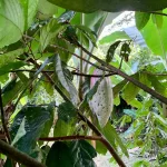 Cacao venezolano de la Hacienda El Recreo quedó entre los mejores 50 del mundo