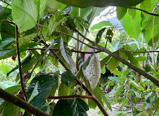 Cacao venezolano de la Hacienda El Recreo quedó entre los mejores 50 del mundo