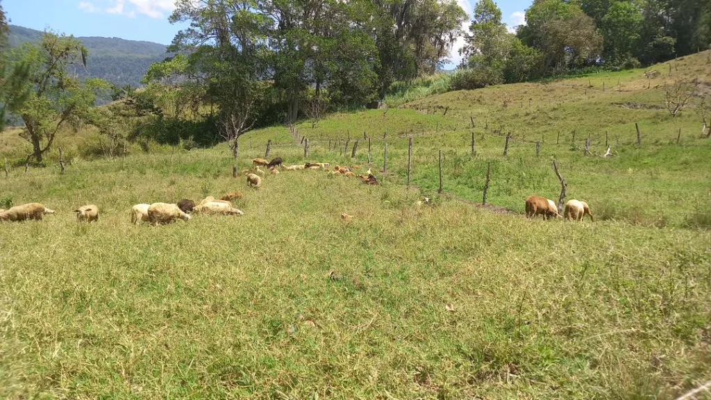BEndito Pasto