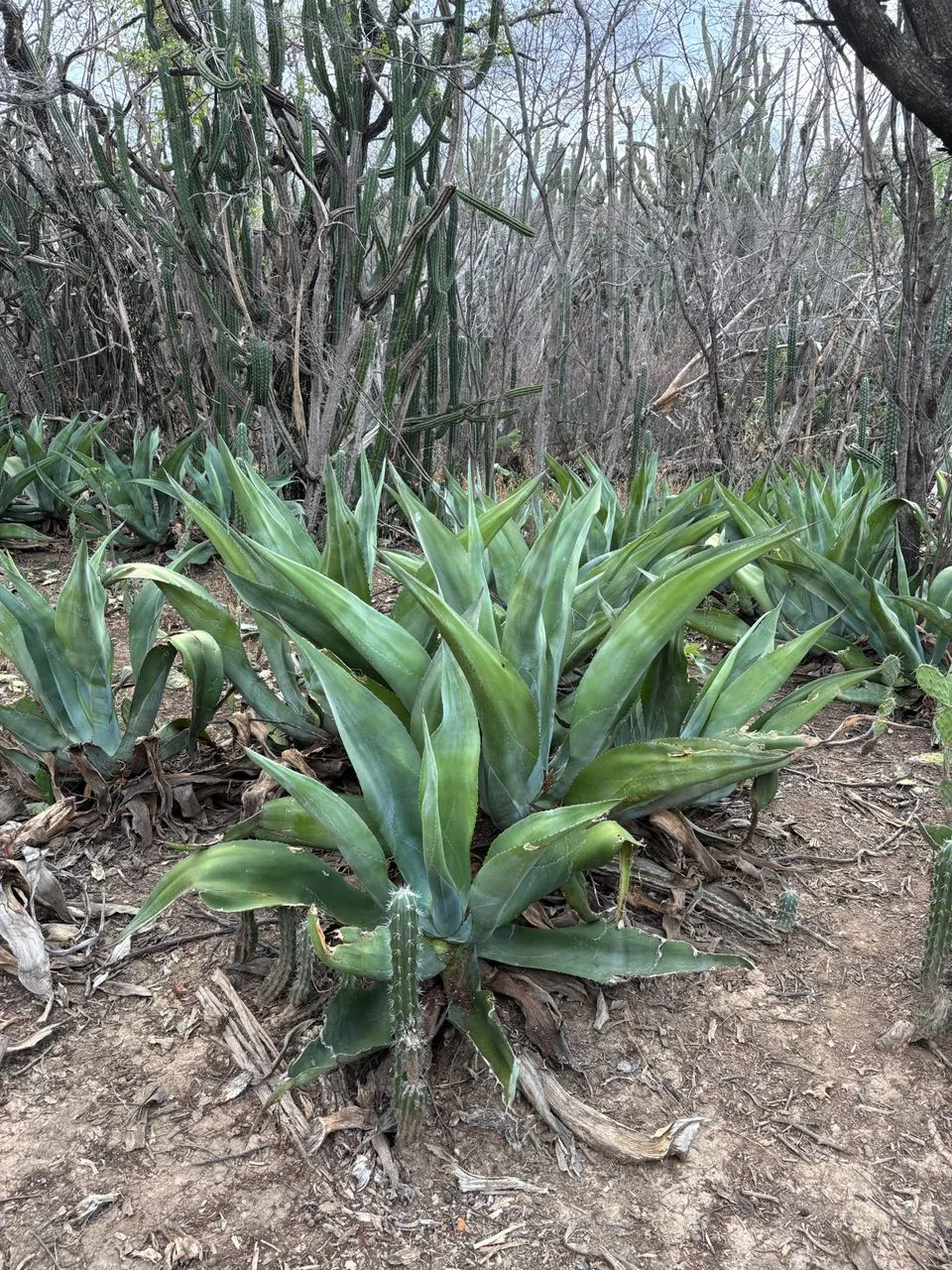 Cocuy La Capilla: un destilado 100% agave que rescata métodos ancestrales