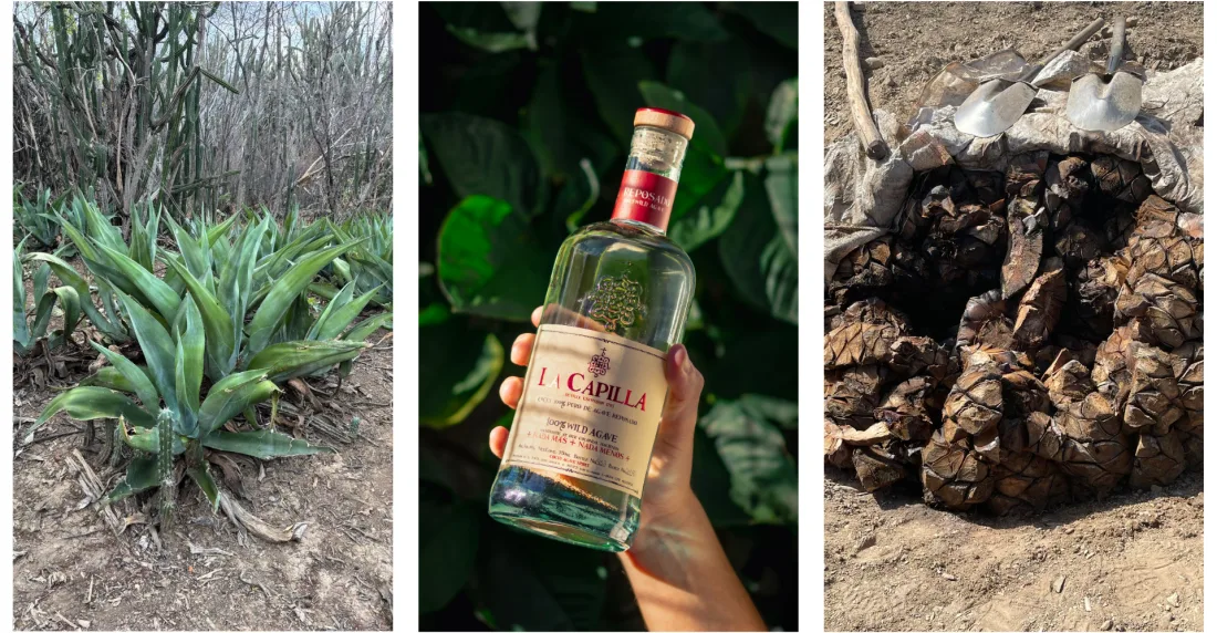Cocuy La Capilla: un destilado 100% agave que rescata métodos ancestrales