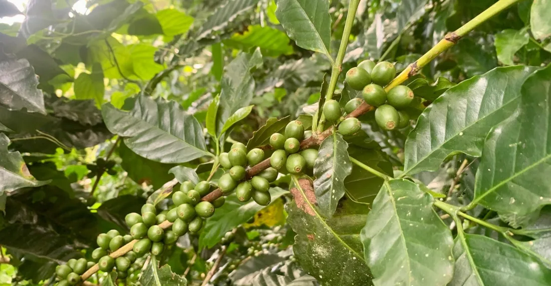 Cafés de Mérida y Carabobo baten récord y se venden en $5.500 y $3.300 el kilo