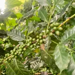 Cafés de Mérida y Carabobo baten récord y se venden en $5.500 y $3.300 el kilo