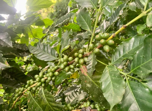 Cafés de Mérida y Carabobo baten récord y se venden en $5.500 y $3.300 el kilo