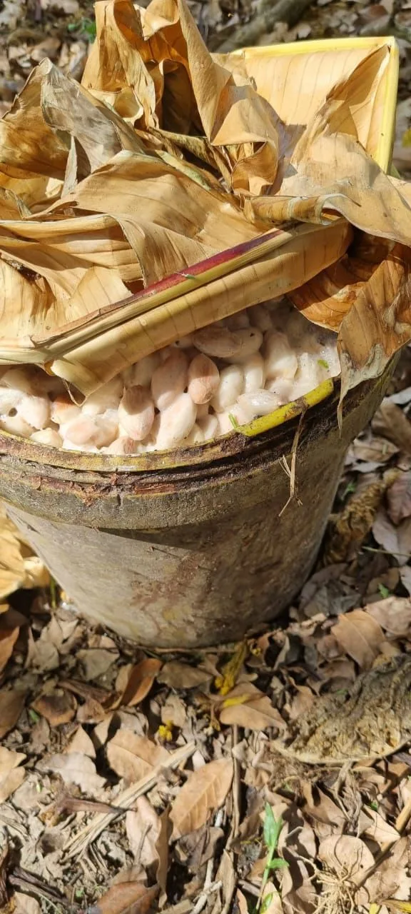 Mérida de Cakawa: la colección de chocolates que afirma que el cacao venezolano es andino