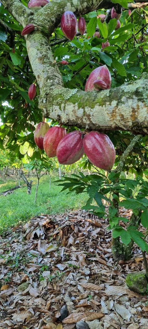 Mérida de Cakawa: la colección de chocolates que afirma que el cacao venezolano es andino