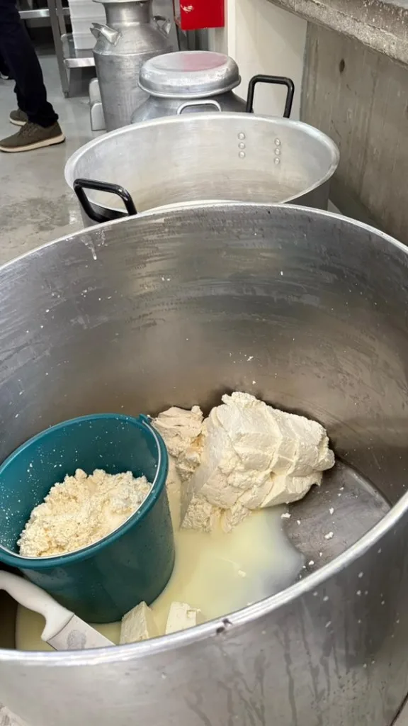 Quesos venezolanos: ¿de dónde salió el guayamano y cuál es su verdadero nombre?