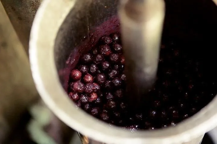 Palmazonia: la planta que procesa 1.200 kilos de açaí venezolano al mes