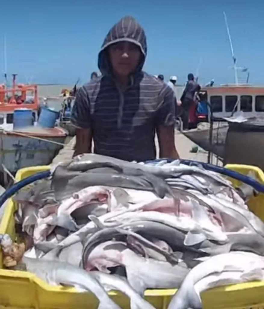 Adiós al cazón: ¿y ahora qué van a hacer los cocineros?