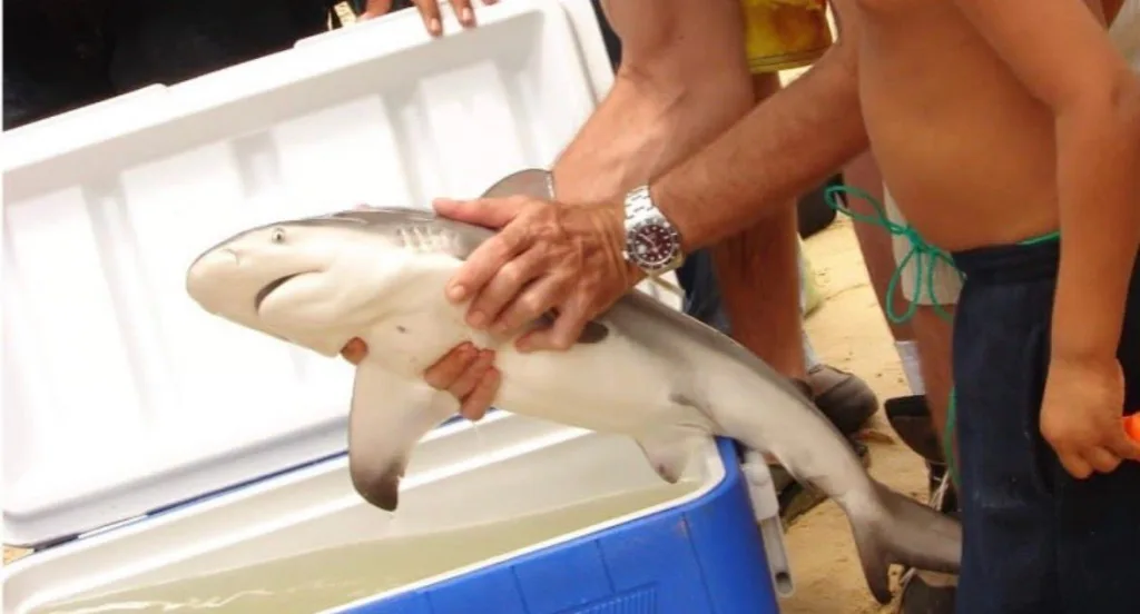 Adiós al cazón: ¿y ahora qué van a hacer los cocineros?