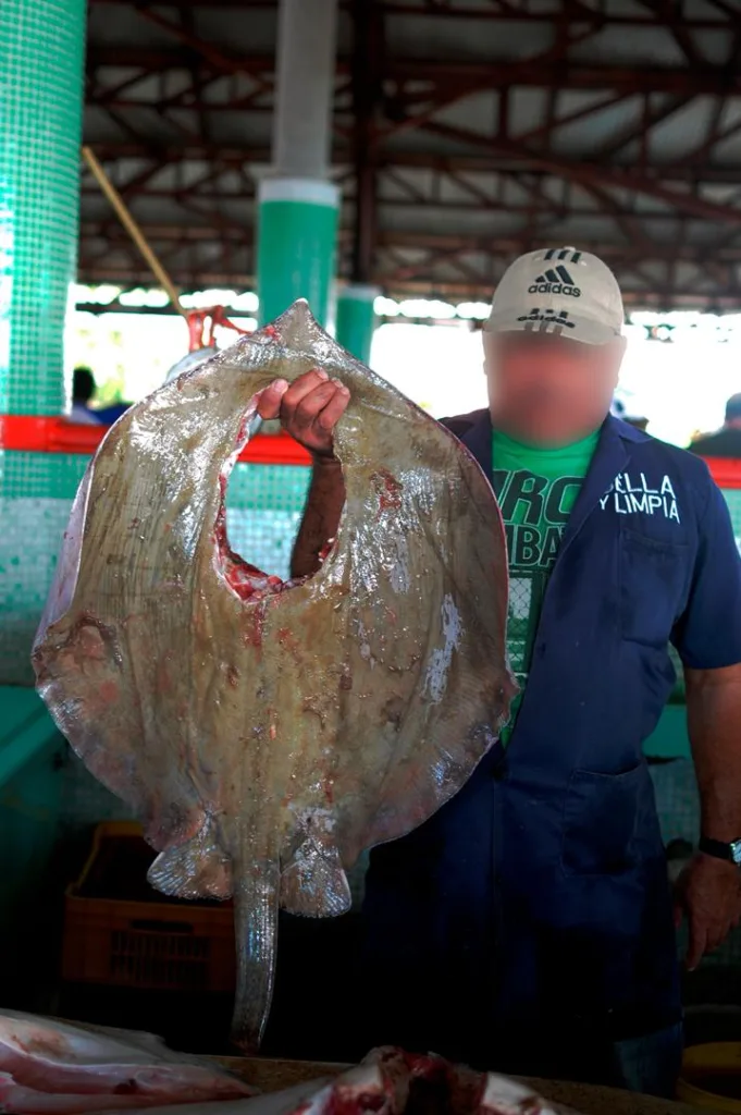 Jaime Llanos, director de Buena Pesca: "El cazón enfrenta una presión pesquera insostenible"