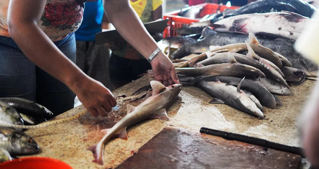 Jaime Llanos, director de Buena Pesca: "El cazón enfrenta una presión pesquera insostenible"