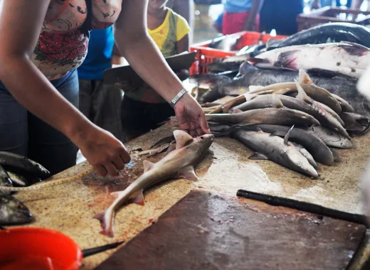 Jaime Llanos, director de Buena Pesca: "El cazón enfrenta una presión pesquera insostenible"
