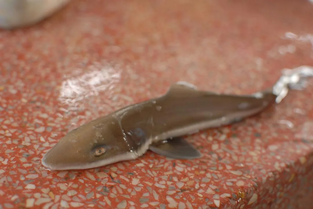 María Fernanda Capecchi
Jaime Llanos
Ana Teresa Herrera-Reveles
Mileidy Rivero