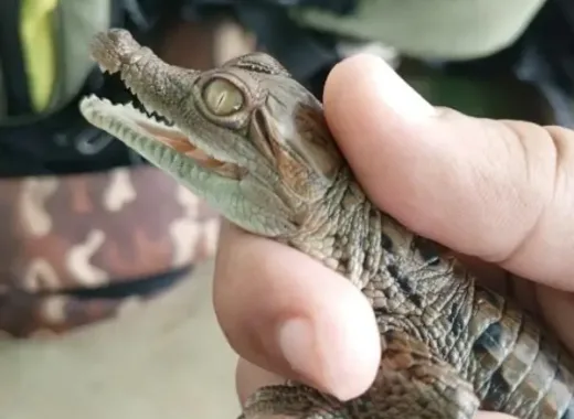 Nacieron 34 crías de caimán del Orinoco en zoocriadero de Guanare