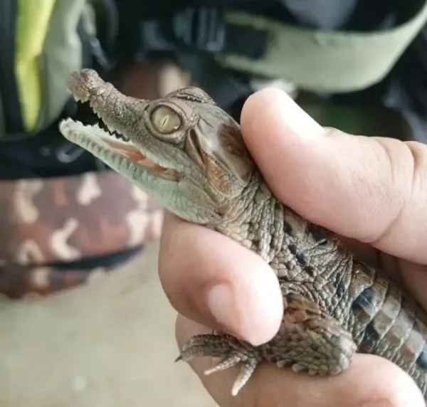 Nacieron 34 crías de caimán del Orinoco en zoocriadero de Guanare