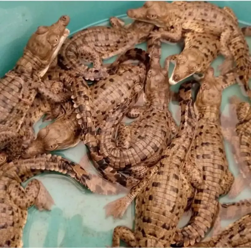 Nacieron 34 crías de caimán del Orinoco en zoocriadero de Guanare