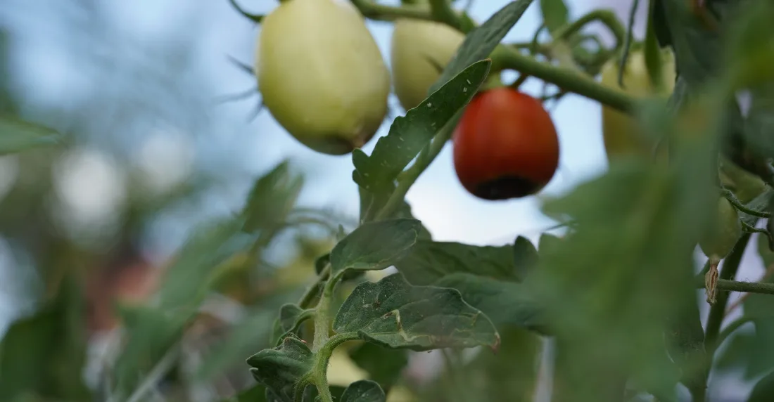 "Siembra esperanza" cierra su edición 2026 ayudando a agricultores de Anaco