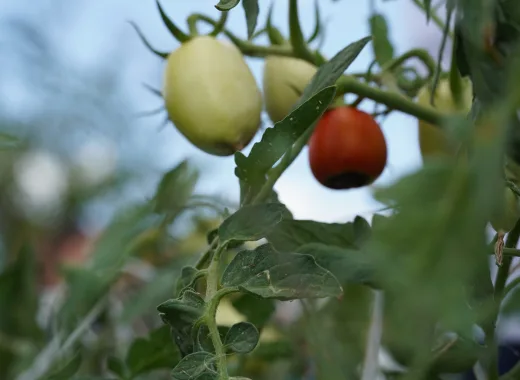 "Siembra esperanza" cierra su edición 2026 ayudando a agricultores de Anaco