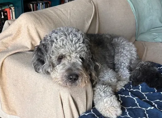 Un policía abaleó al cachorro Jameson y la familia ya recaudó más de $230.000 en GoFundme