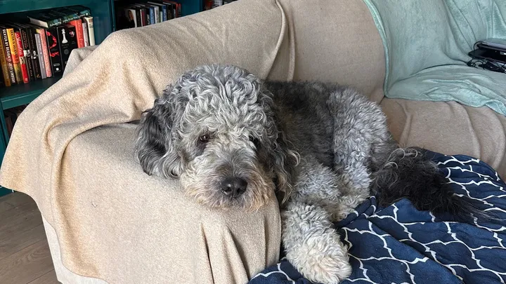 Un policía abaleó al cachorro Jameson y la familia ya recaudó más de $230.000 en GoFundme