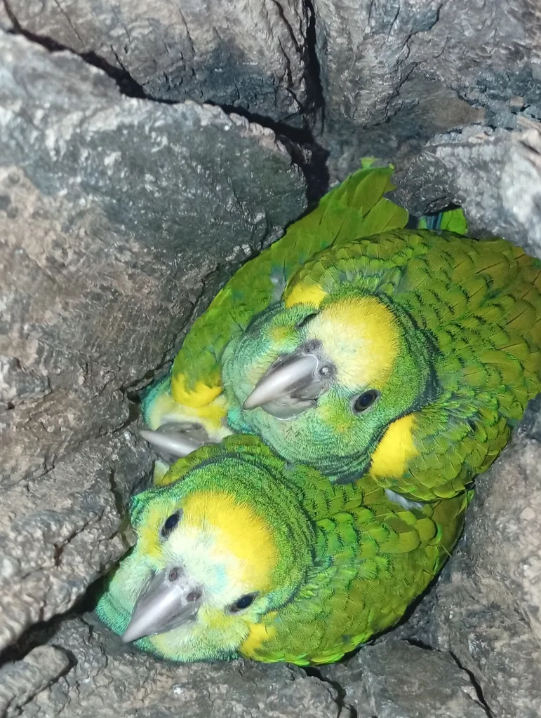 Liberadas 215 crías de cotorra margariteña en la Península de Macanao
