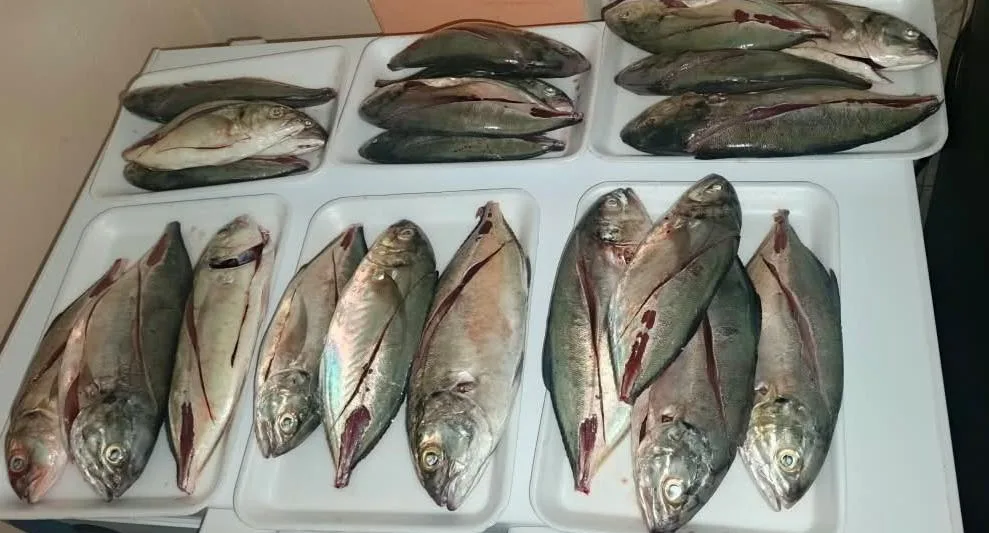 Frescura de mar: un pescador de La Guaira crea su propia marca para seguir resistiendo