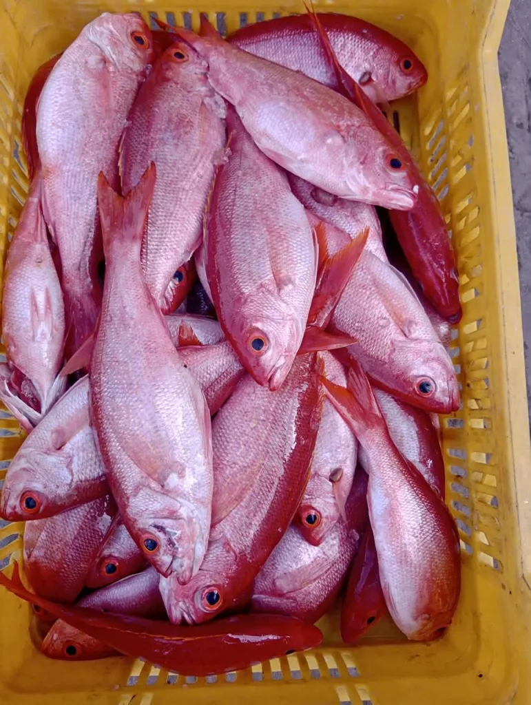 Frescura de mar: un pescador de La Guaira crea su propia marca para seguir resistiendo