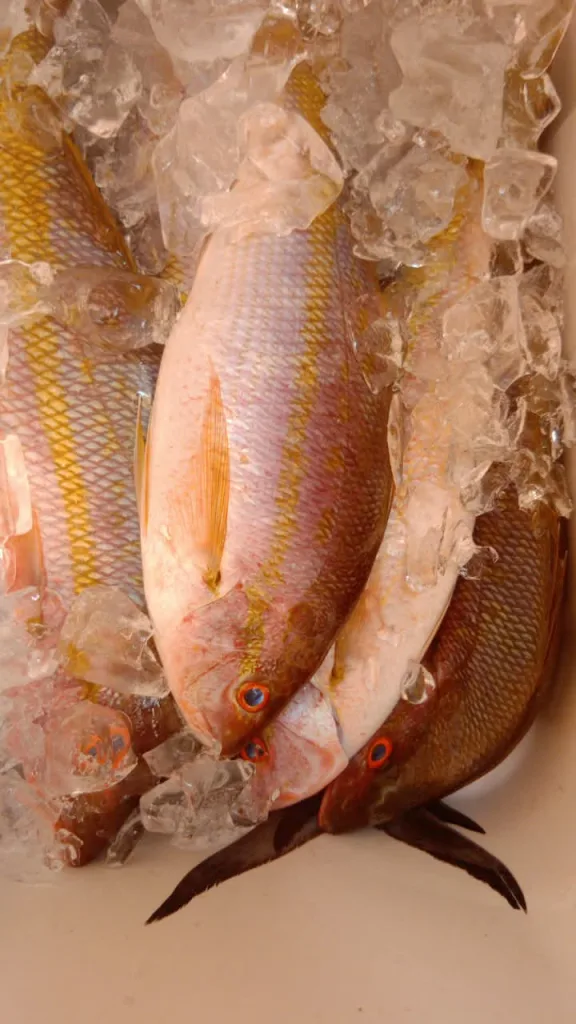 Frescura de mar: un pescador de La Guaira crea su propia marca para seguir resistiendo