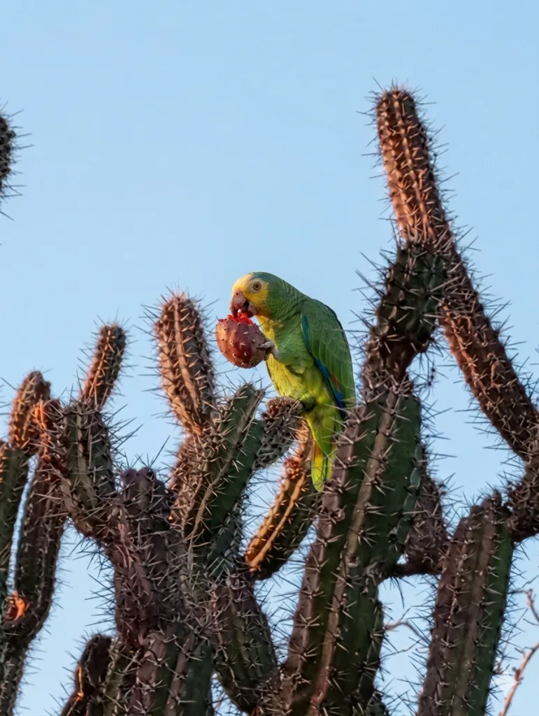Liberadas 215 crías de cotorra margariteña en la Península de Macanao