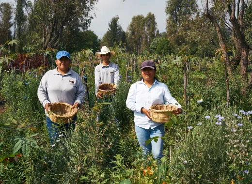 Arca Tierra