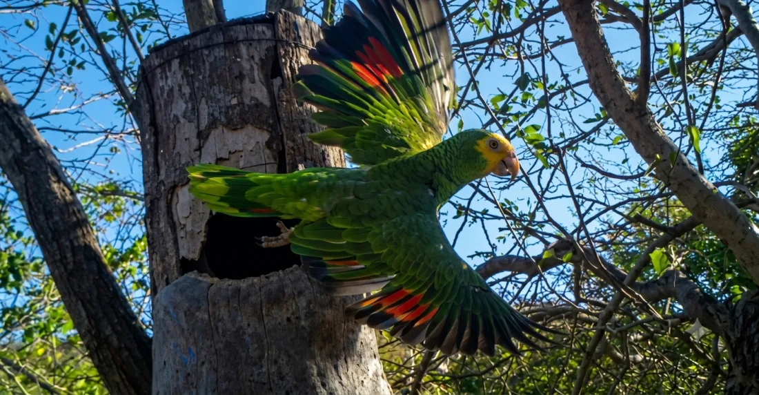 Liberadas 215 crías de cotorra margariteña en la Península de Macanao