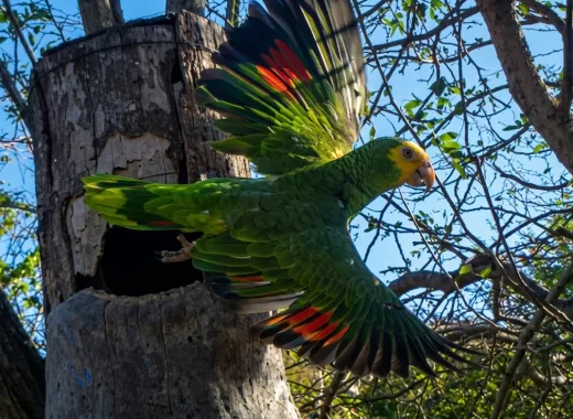 Liberadas 215 crías de cotorra margariteña en la Península de Macanao